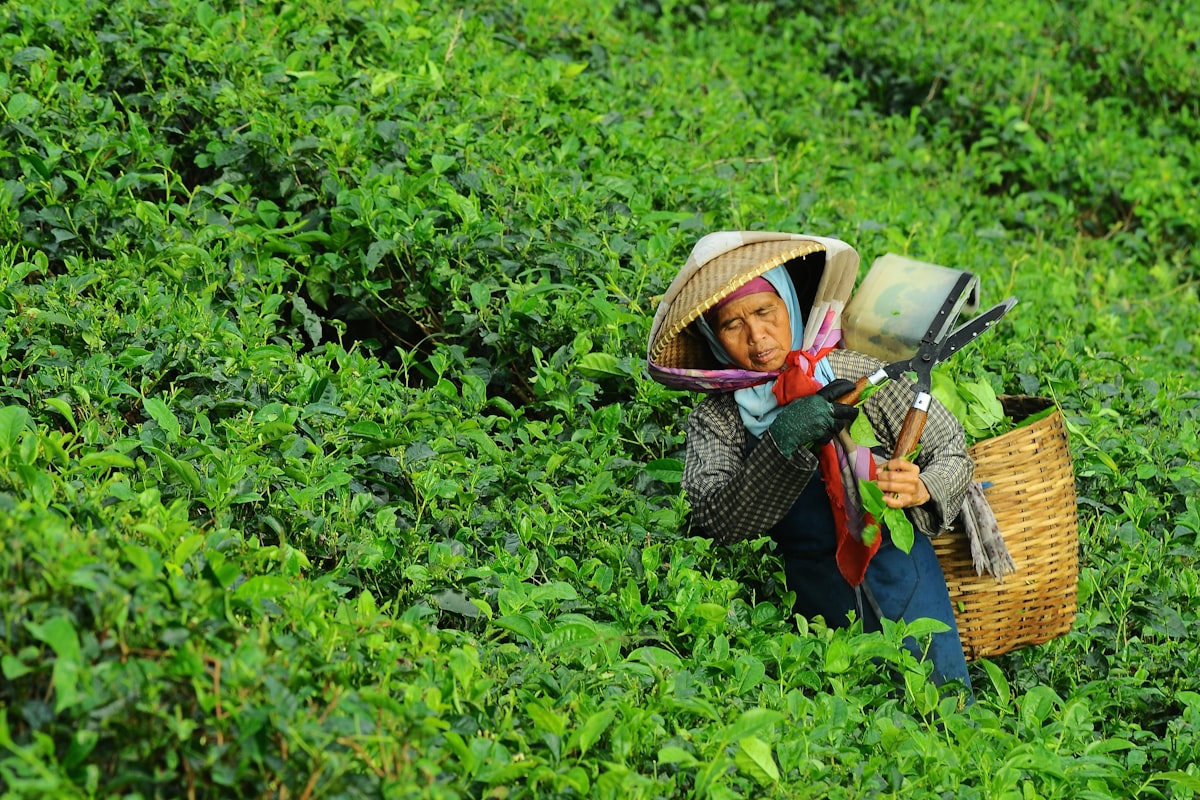 勐海古树普洱春茶开采,首批礼盒正式发售