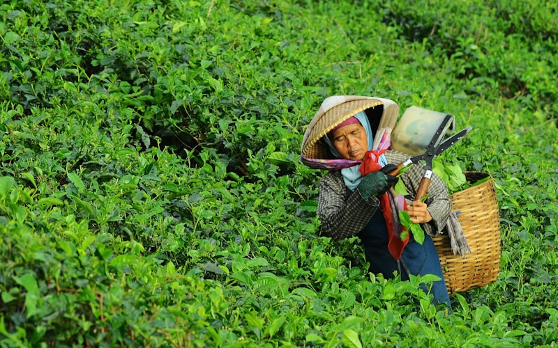 勐海古树普洱春茶开采，首批礼盒正式发售
