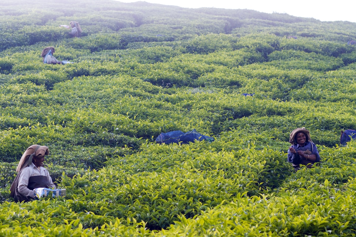 2026春茶上市：云南古树普洱茶采摘与市场行情展望